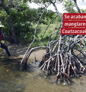 Se acaban los manglares de Coatzacoalcos; no cesa la tala inmoderada