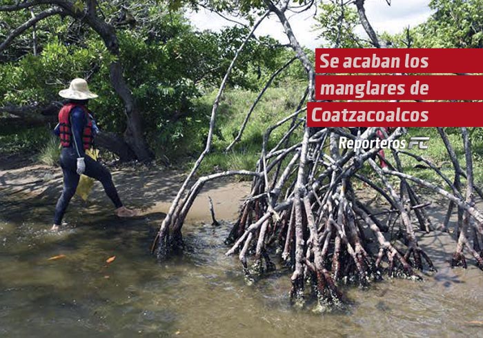 Se acaban los manglares de Coatzacoalcos; no cesa la tala inmoderada