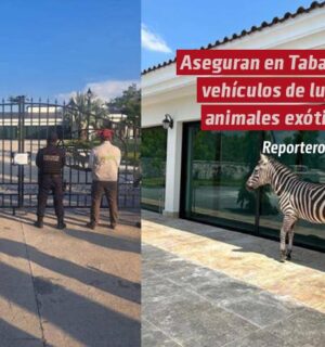 Aseguran en Tabasco vehículos de lujo y animales exóticos en cateo a residencia de empresario