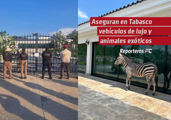 Aseguran en Tabasco vehículos de lujo y animales exóticos en cateo a residencia de empresario
