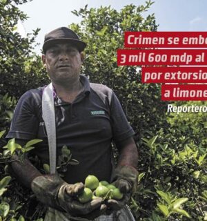 Crimen se embolsa 3 mil 600 mdp al año por extorsionar a limoneros