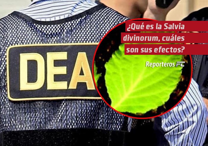 ¿Qué es la Salvia divinorum, cuáles son sus efectos y por qué la DEA emitió una alerta sobre esta planta originaria de México?