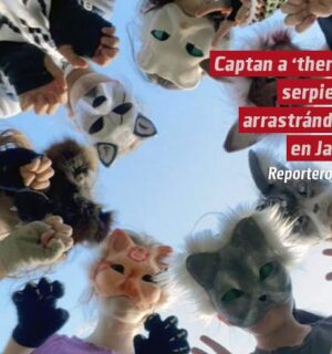 Captan a «therian» serpiente arrastrándose por la calle en Japón y video se viraliza