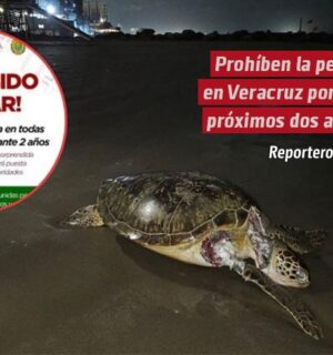 Prohíben la pesca en Veracruz por los próximos dos años