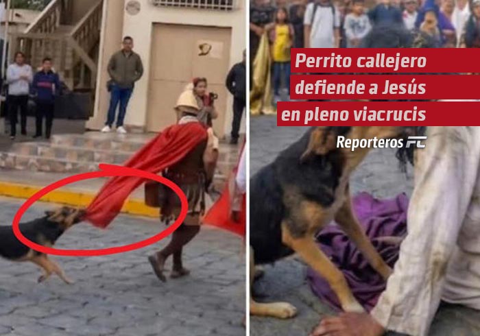 Perrito callejero defiende a Jesús en pleno viacrucis y conmueve a todos
