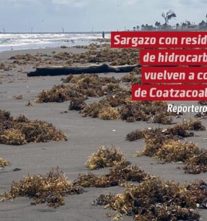 Oleaje y vientos del norte devuelven sargazo con residuos de hidrocarburo a la costa de Coatzacoalcos