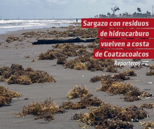 Oleaje y vientos del norte devuelven sargazo con residuos de hidrocarburo a la costa de Coatzacoalcos