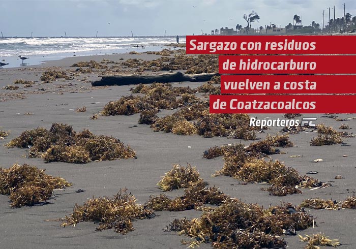 Oleaje y vientos del norte devuelven sargazo con residuos de hidrocarburo a la costa de Coatzacoalcos