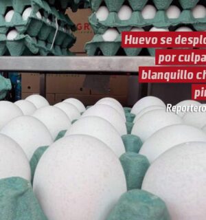 Acusan que precio del huevo se desploma por culpa del blanquillo chino pirata